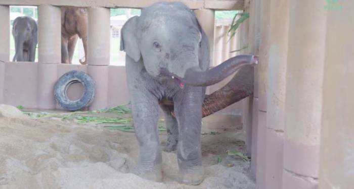 Cette histoire d'éléphanteau orphelin fait fondre la Toile - VIDEO