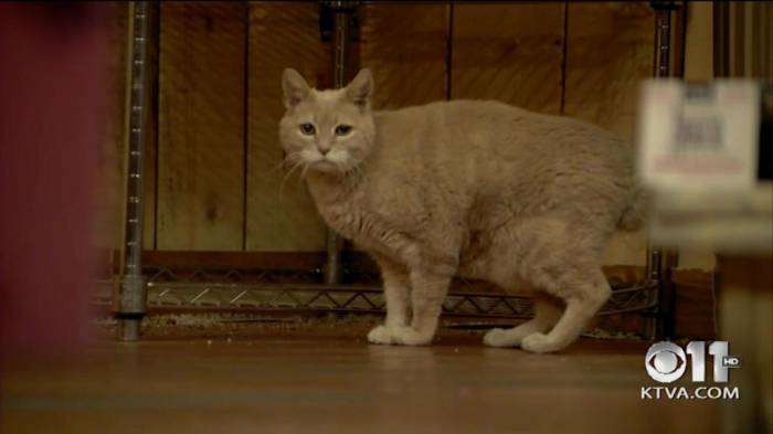 Le chat-maire d’un village en Alaska meurt à l’âge de 20 ans