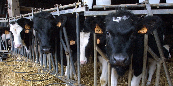 Des investisseurs s`impliquent contre les antibiotiques dans la viande