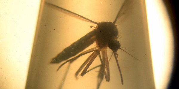   Dengue:   pour la première fois, une transmission par voie sexuelle confirmée en Espagne