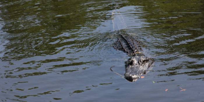 États-Unis : à 10 ans, une fillette survit à une attaque d'alligator