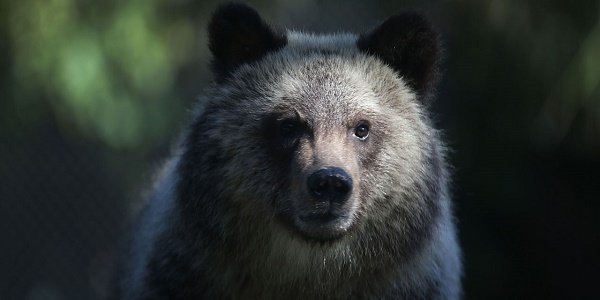 Un cycliste tué par un grizzly dans le Montana