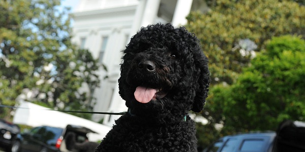 États-Unis: une adolescente mordue par la chienne des Obama