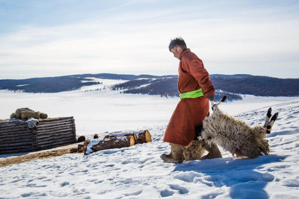 Mongolie: Un nouvel hiver extrême décime les cheptels