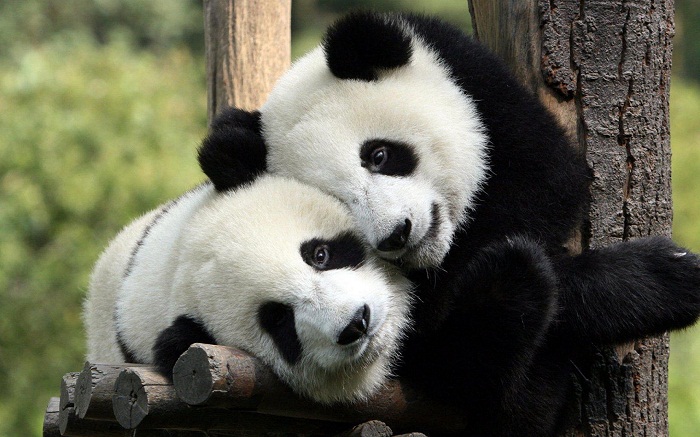 La barrière linguistique touche aussi les pandas - VIDEO