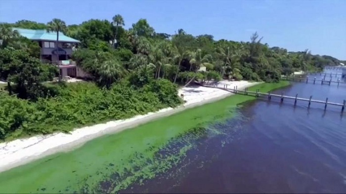 Gigantische Algenplage verschluckt die Traumstrände