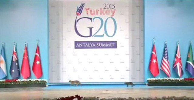 Cats Nearly Steal The Show Ahead of G20 Meeting In Turkey - Video