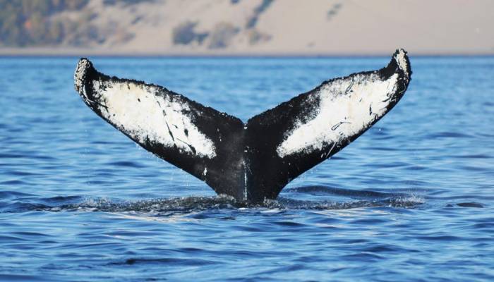 Canada: les baleines noires décimées par l'activité humaine