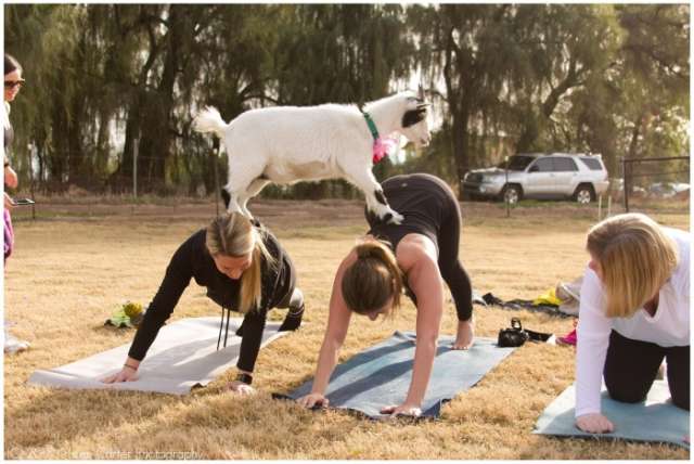 Goat yoga becomes increasingly popular across the United States - NO COMMENT