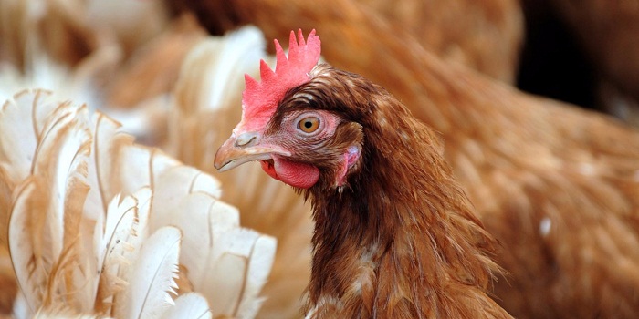 Grippe aviaire: au moins 8 pays ont stoppé leurs importations de volaille française