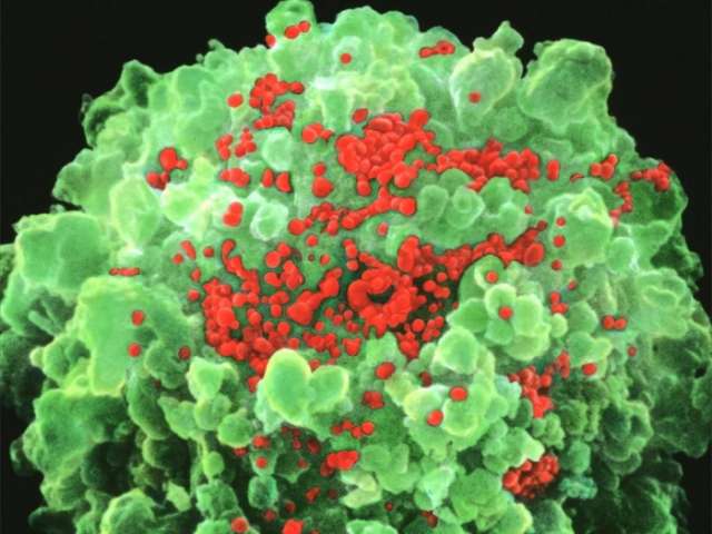 Lung cancer drug may be early clue in the hunt for an HIV cure