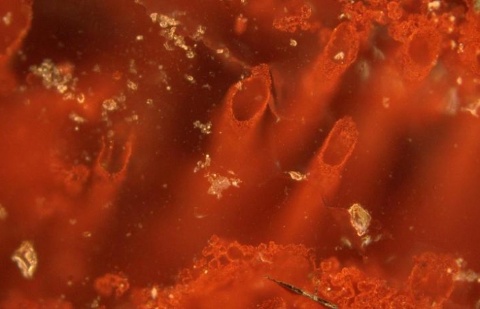 Forscher finden Hinweise auf Leben vor vier Milliarden Jahren