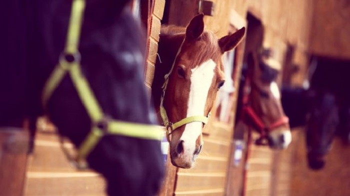 Horses can communicate with us - scientists