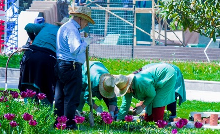 Bakı Gül bayramına belə hazırlaşır - FOTOLAR