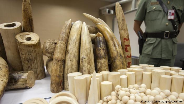 Vietnam seizes yet another illegal shipment of ivory