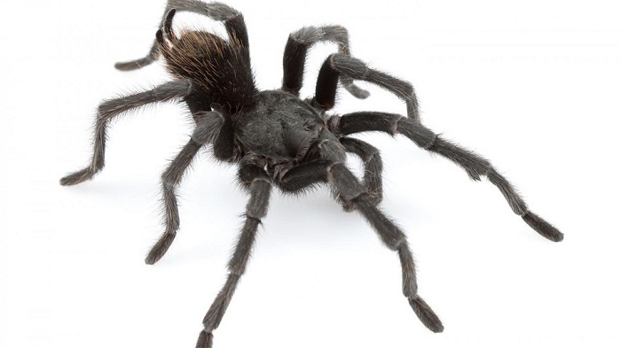 Scientists named a new species of tarantula after Johnny Cash