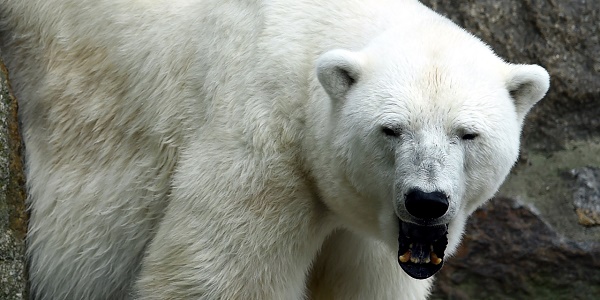 L`ours polaire "vedette" du zoo de Saint-Pétersbourg meurt à 27 ans