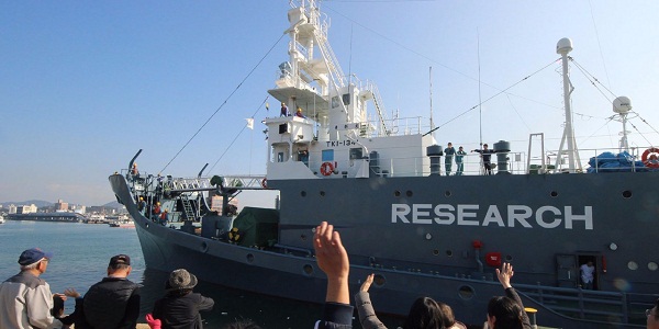 La chasse à la baleine au Japon coûte la vie à 333 cétacés