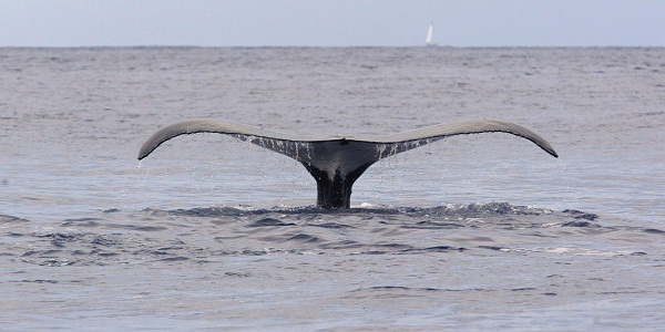La chasse scientifique aux baleines sera plus strictement encadrée