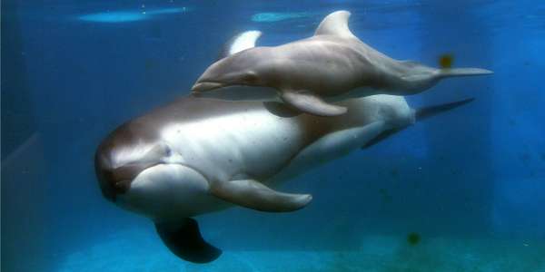 VIDEO. Une naissance de dauphin filmée dans un zoo à Chicago