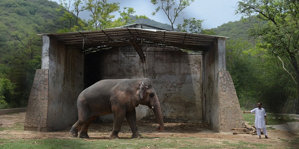 La population des éléphants d`Afrique au plus bas depuis 25 ans