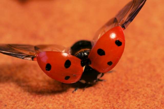 Ladybird wings could help change design of umbrellas for first time in 1,000 years
