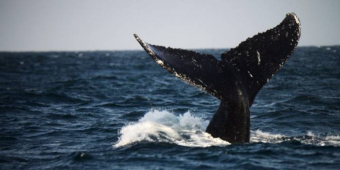 Le Japon a tué 177 baleines lors d'une "mission scientifique" dans le Pacifique