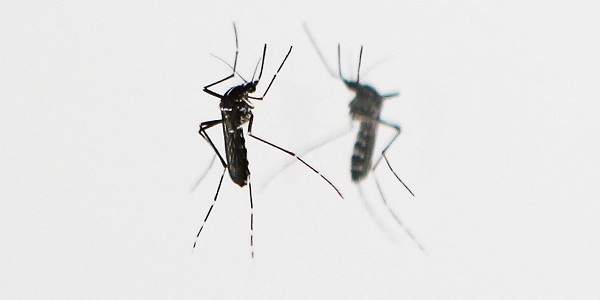 Le RU et Bill Gates annoncent un plan contre le paludisme de 4 milliards d`euros