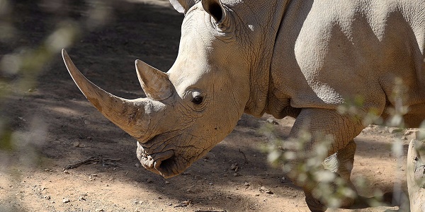 Le Zimbabwe vend ses animaux sauvages pour les sauver de la sécheresse