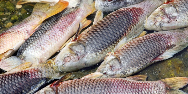 Le bruit des bateaux double la mortalité de poissons par prédation