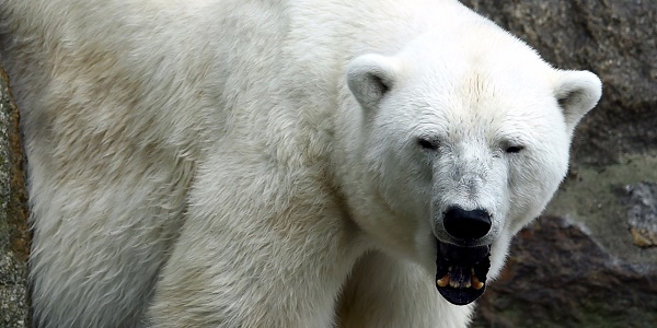 Le nombre d`ours polaires pourrait baisser d`un tiers d`ici à 2050