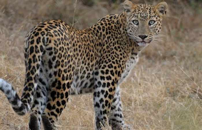 Un léopard oblige la fermeture temporaire de l’aéroport du Népal