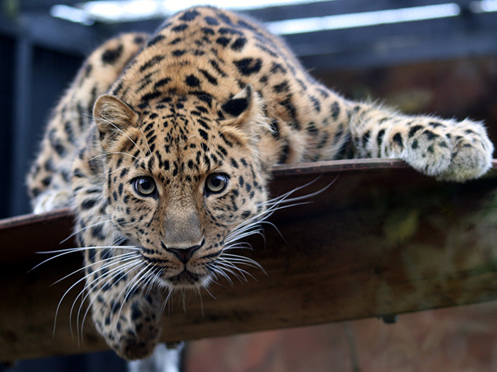 Thirsty Leopard Wanders Into Indian Village, Gets Head Stuck in Pot - VIDEO