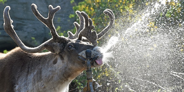 Les caribous du Canada pourraient disparaître, selon WWF