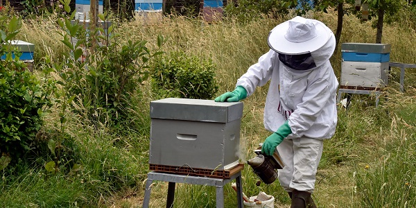 Les humains responsables d`une maladie qui décime les abeilles