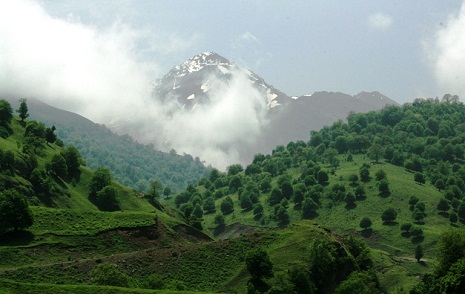Artur Rasizade bans harvesting in state reserves