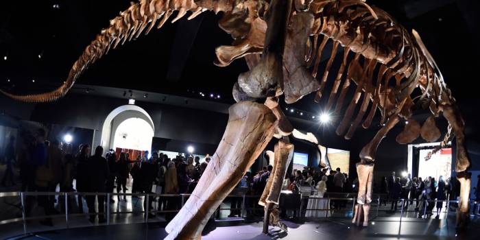 Une nouvelle espèce de dinosaure géant baptisée à New York