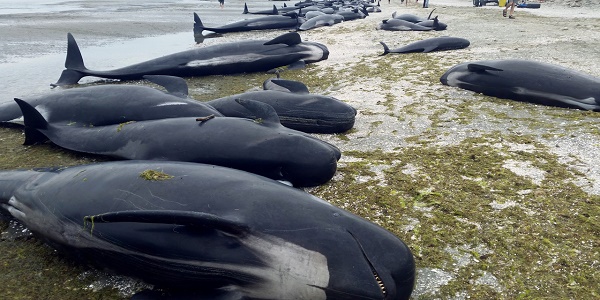 Nouvelle-Zélande: Ils tentent de sauver 400 baleines piégées - VIDEOS