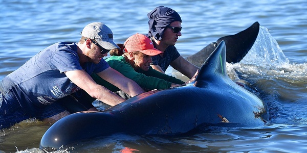 Nouvelle-Zélande : la plupart des baleines échouées remises à flot