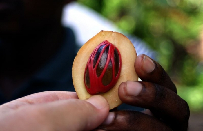 PHOTOS of popular foods show what they look like before they’re harvested 