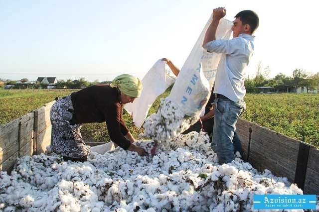 Azerbaijan discloses volume of cotton harvested in 2017