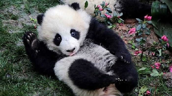 Les pandas fêtent le Printemps en Chine - VIDEO