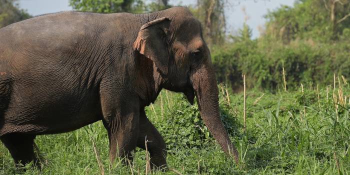 Plus de 20 éléphants tués en Birmanie en 2017