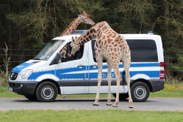 Polizisten übernachteten zwischen neugierigen Giraffen