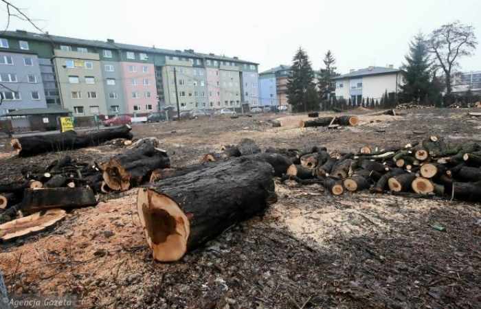 Ravage dans les forêts polonaises: 2 millions d'arbres abattus depuis le 1er janvier