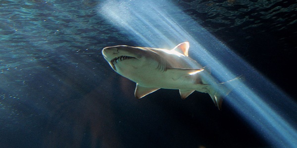 Polynésie : ils ont lutté à mains nues contre un requin