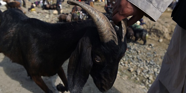 Quand le Pentagone voulait accoupler des chèvres étrangères en Afghanistan