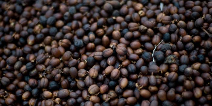 Réchauffement climatique : la production de café latino-américaine en danger