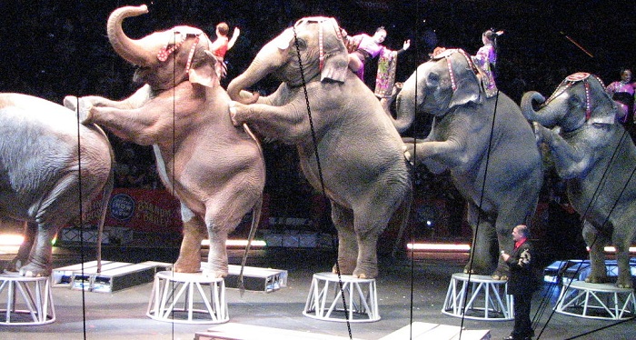 America’s largest animal circus closes after 146 years