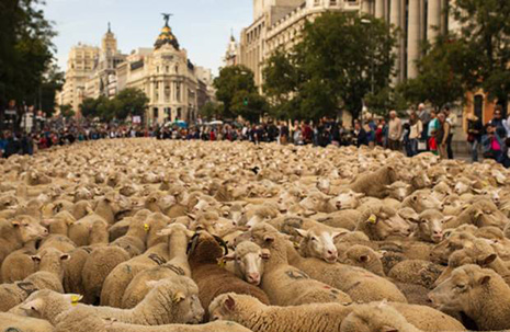 Sheep Protest Invades Madrid - VIDEO